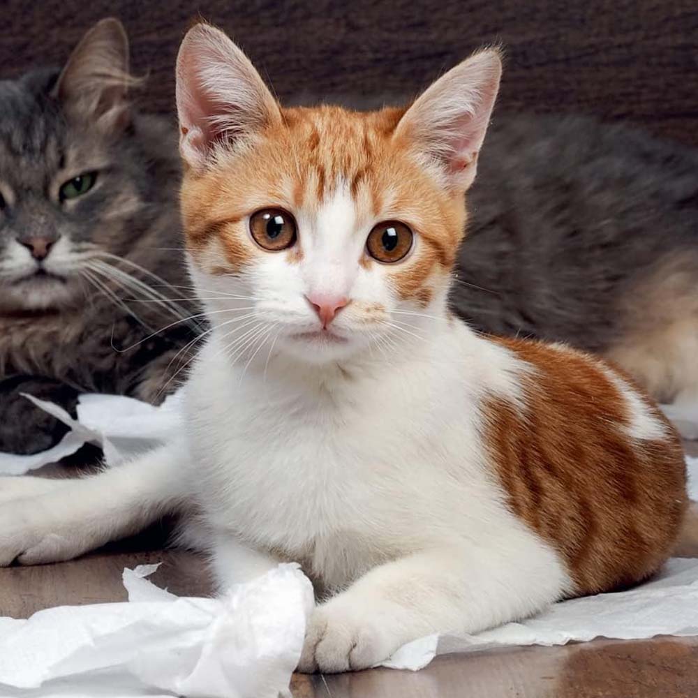 Toilette per Gatti Minka con Porta Filtro