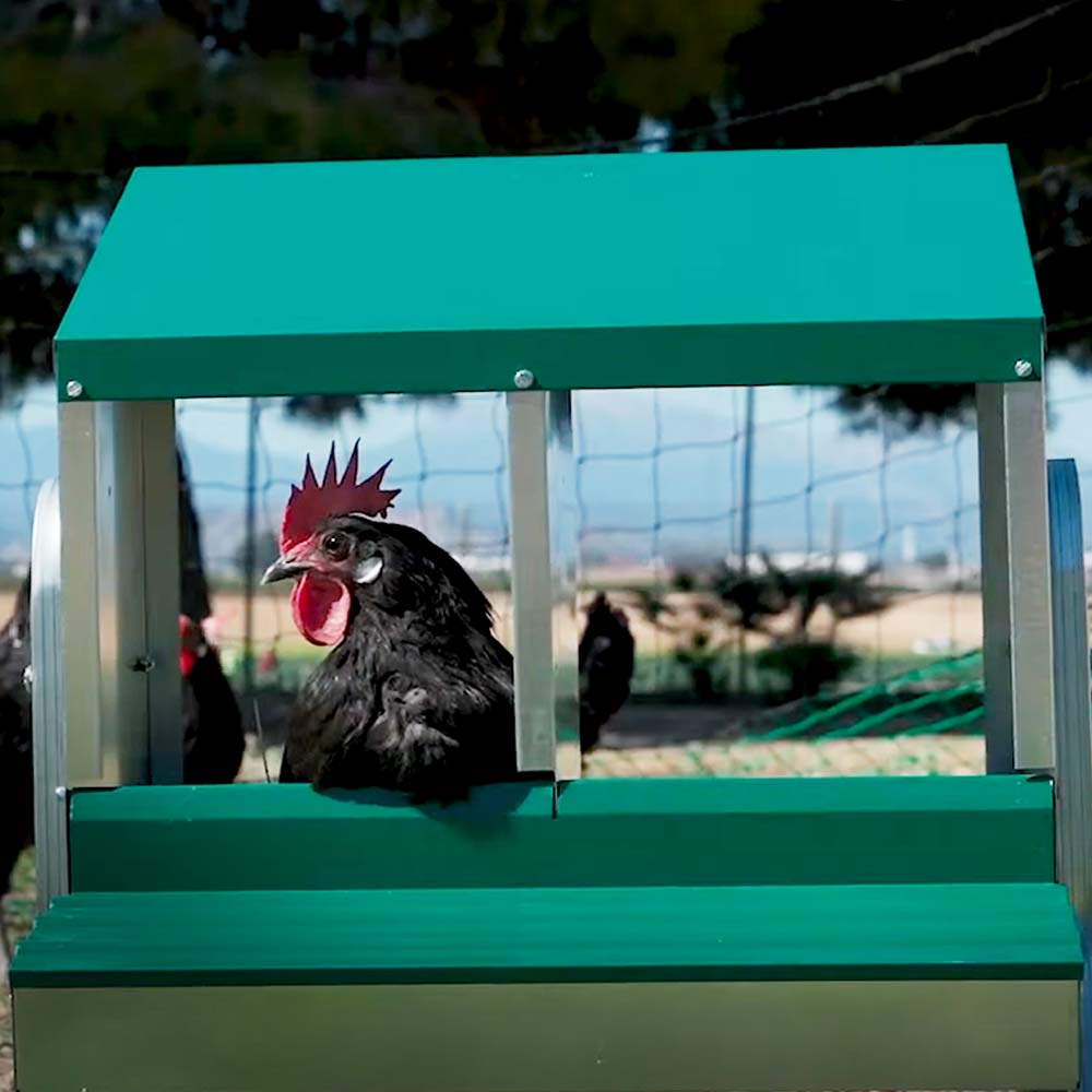 Nido con Cestino per Galline Ovaiole in Metallo e Plastica