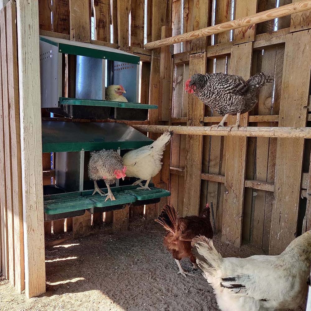 Nido con Cestino per Galline Ovaiole in Metallo e Plastica