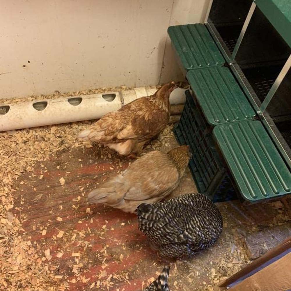 Nido con Cestino per Galline Ovaiole in Metallo e Plastica