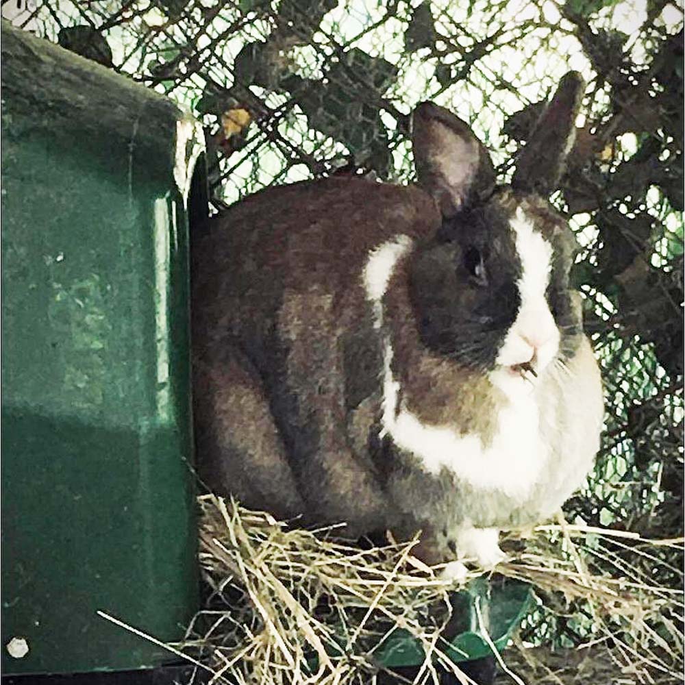 Nido in Plastica per Galline – Resistente ABS Plastica (Con o Senza Gambe)