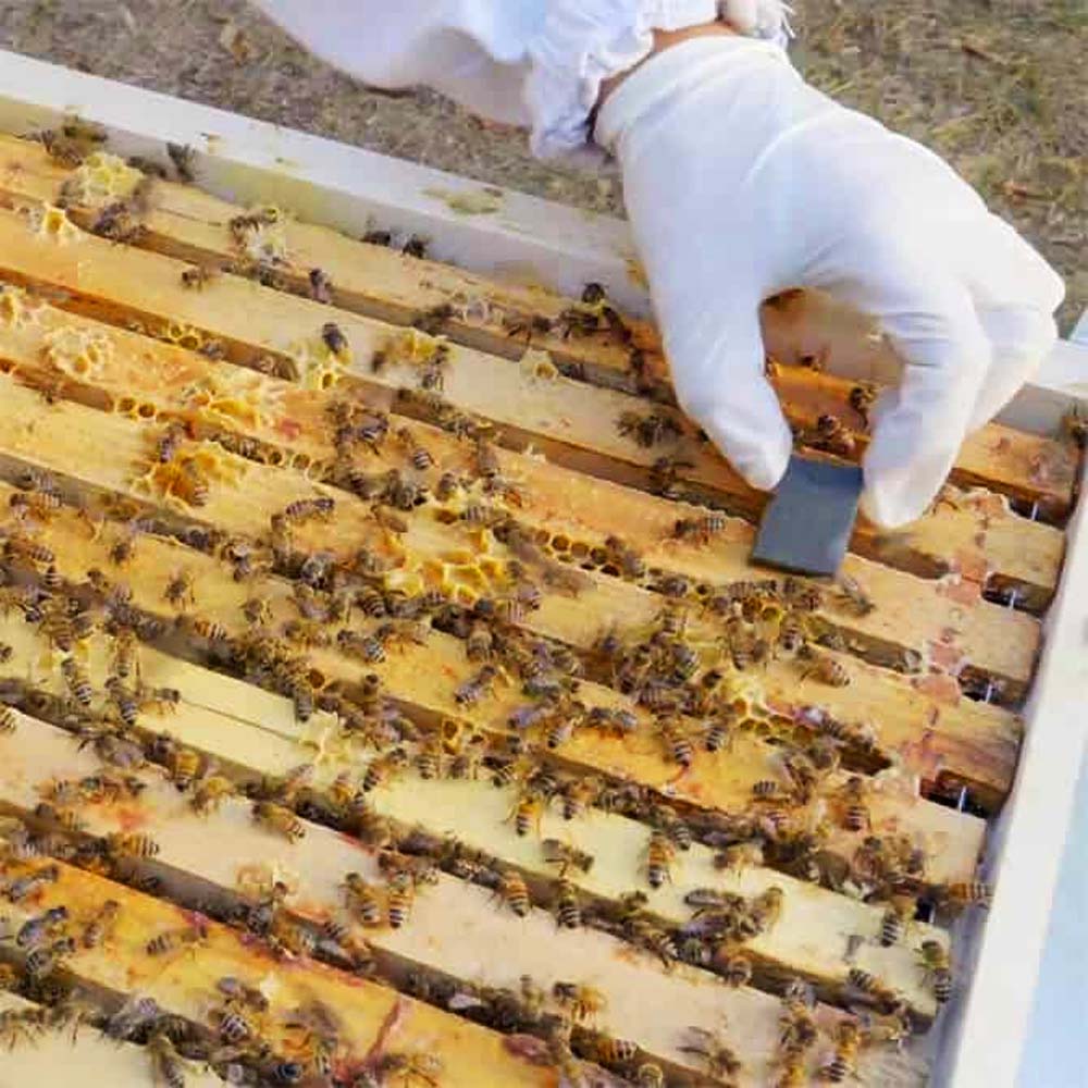 Apilife VAR 2 pannelli Strisce Impermeabilizzante per Arnie di Api Mellifere