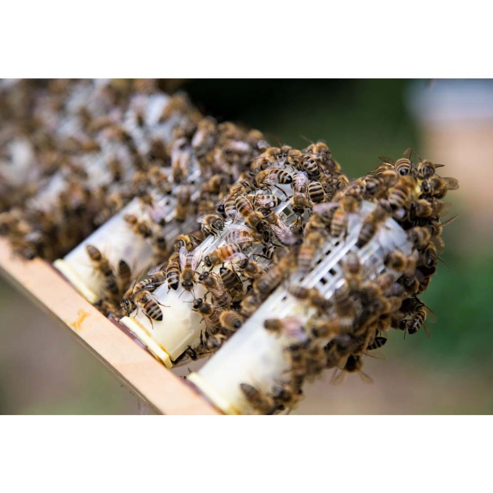 Coppa Nicot bianca per l'allevamento delle api regine