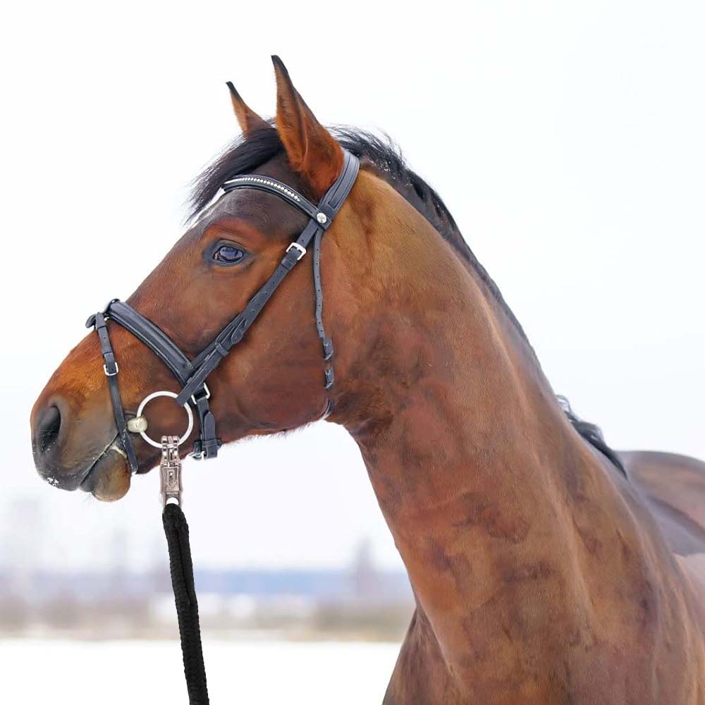 Longhina cotone gancio a moschettone Nero - 200 cm per Cavallo