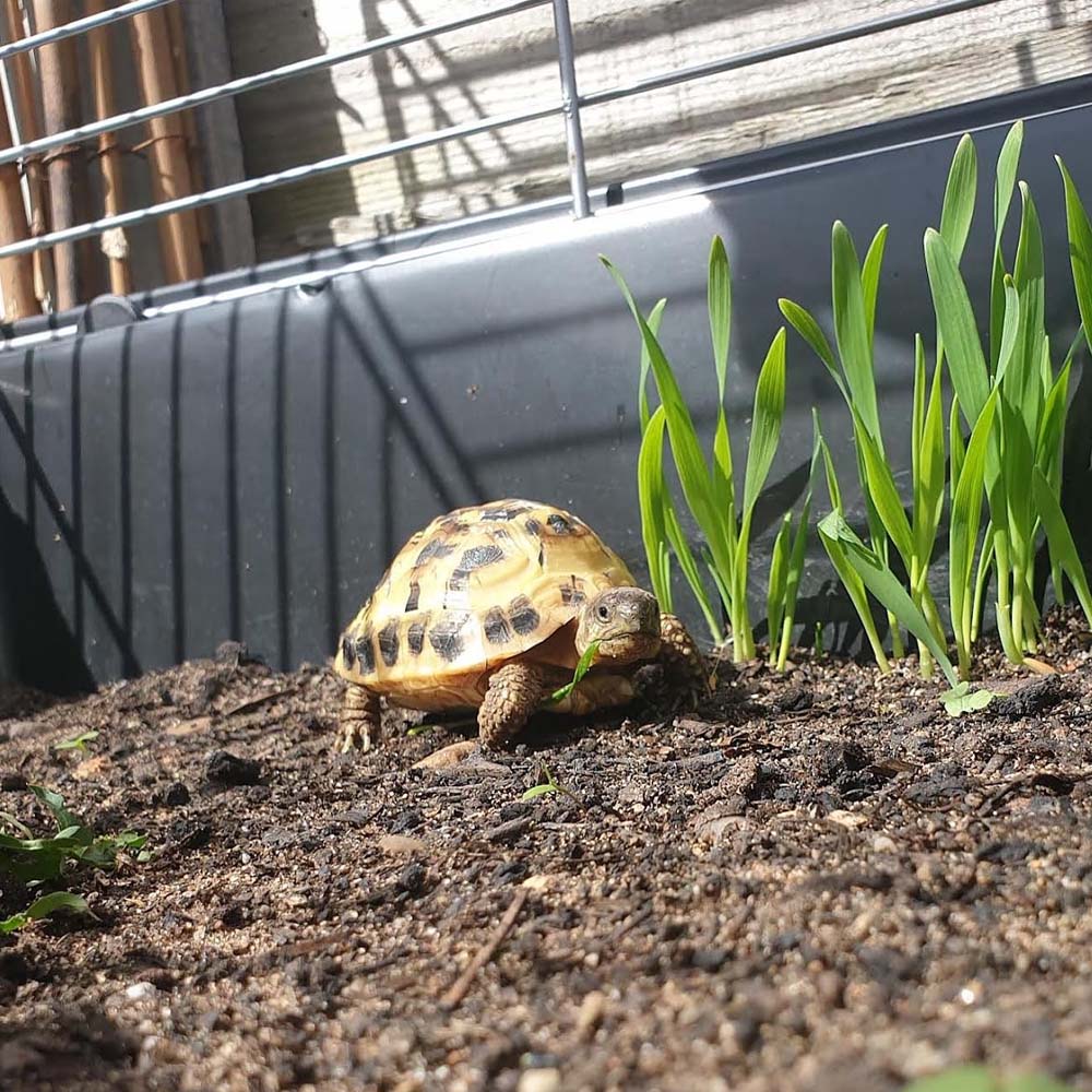 Gabbia per piccoli animali gabbia baldo