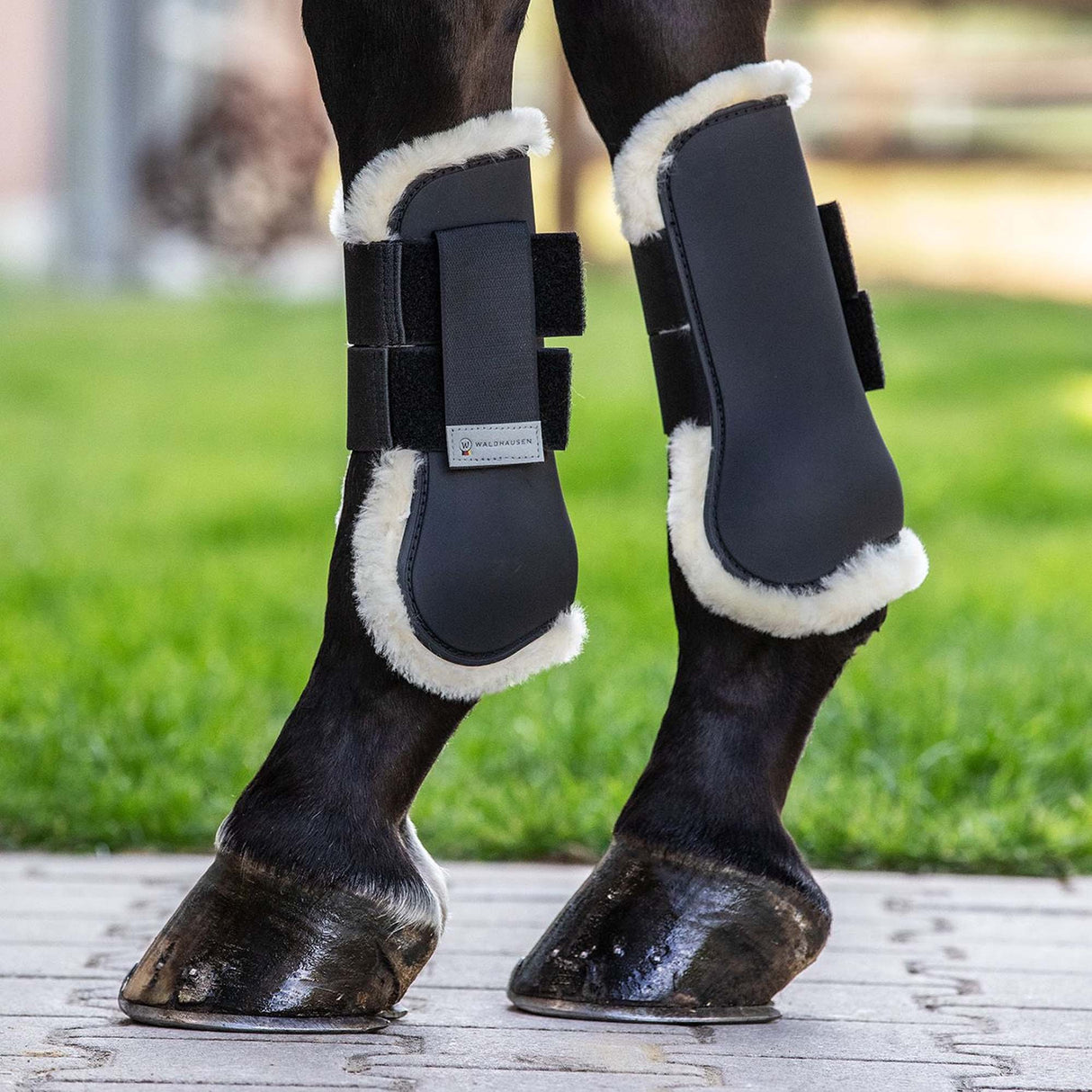 paratendini agnellino nero