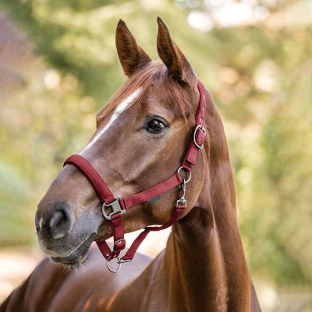 Capezza Gloomy regolabile con fibbia nera