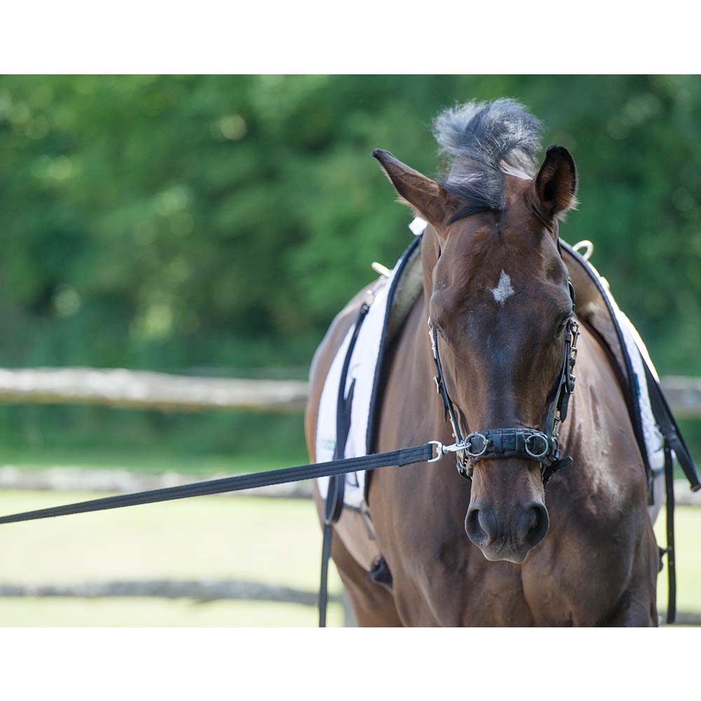 cordino Imperial Riding comfort cavallo