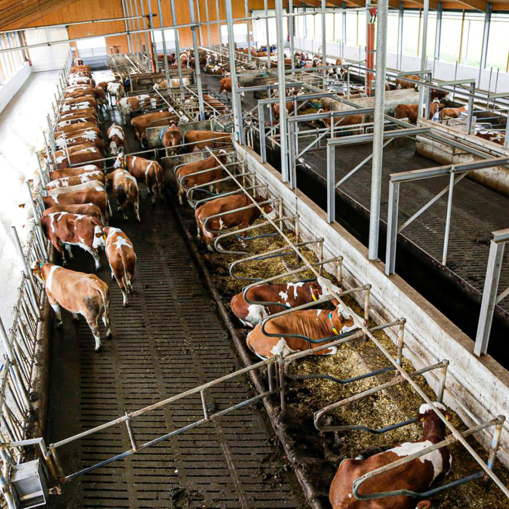 Videosorveglianza per Stalle IPCam 360 FHD - Telecamera di Sorveglianza per Stalla e Cortile