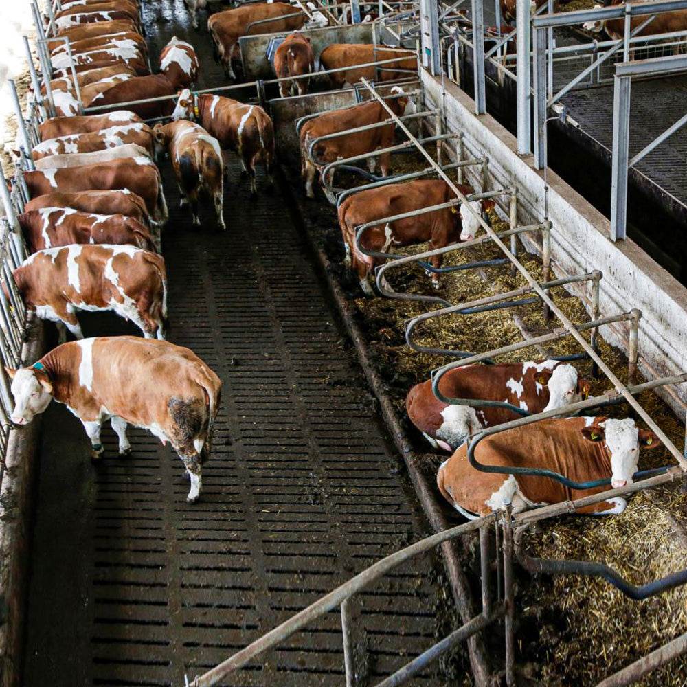 Videosorveglianza per Stalle IPCam 360 FHD - Telecamera di Sorveglianza per Stalla e Cortile