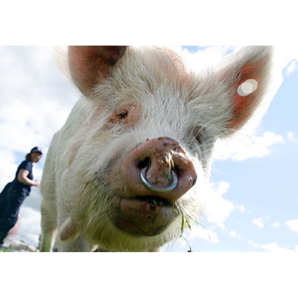 Anello per suini con gancio a baionetta