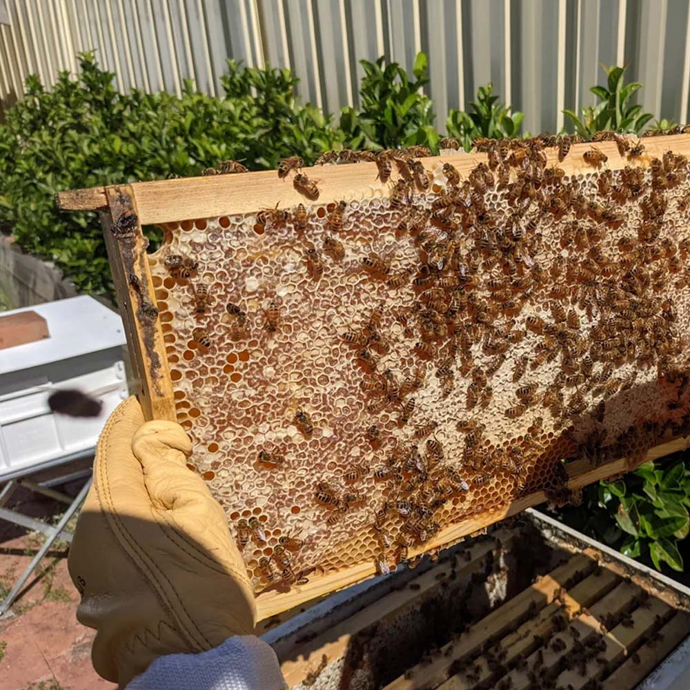 Telaio in acciaio per arnia Dadant