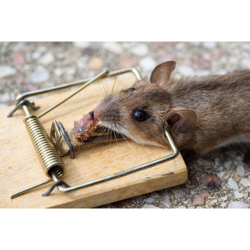 Trappola per topi luna legno