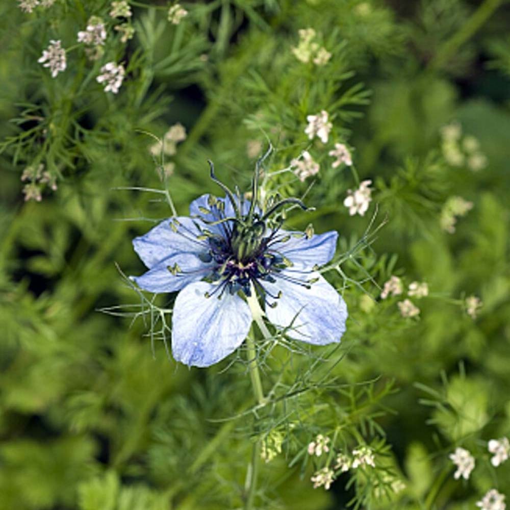 Natusat Schwarzkümmel Pellets di cumino nero mit Erbe aromatiche Mangime per Cavalli 5kg