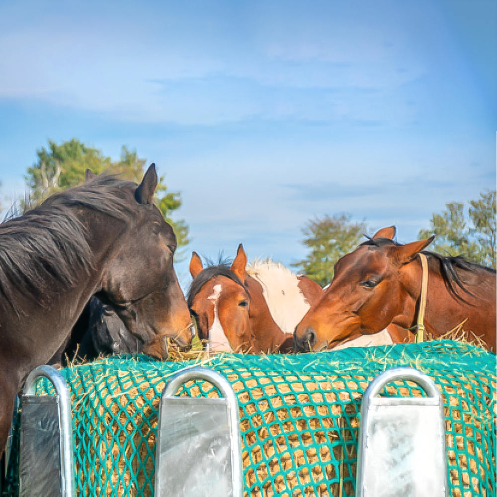 Rete Salva Mangime 3,60 x 2,40m – Maglia 4,5cm