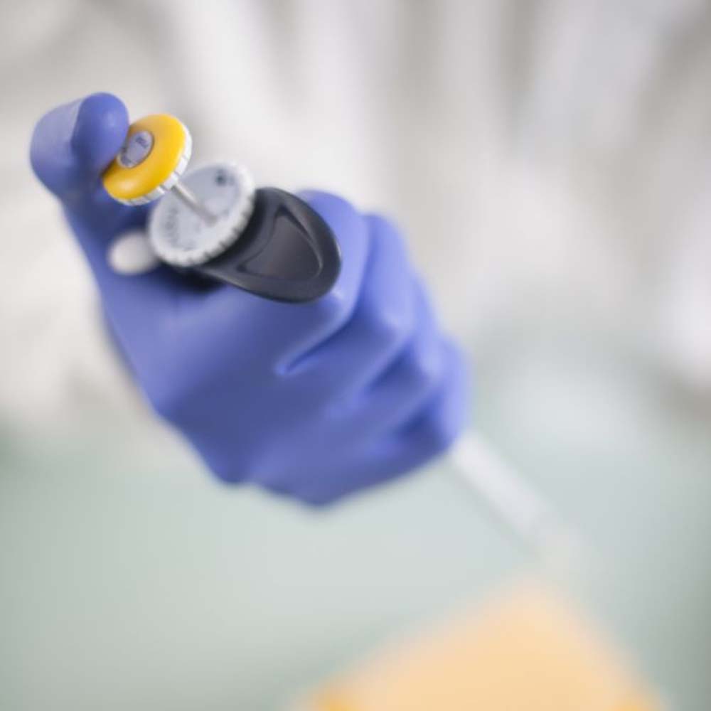 Showa 7585 Guanti monouso in nitrile blu cobalto da 50 pezzi