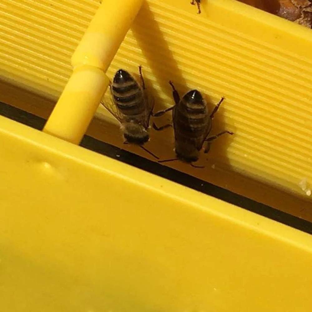 Nutritore A Coprifavo Copertura Superficie Totale 4 Kg Professionale Dadadant 6F Anel