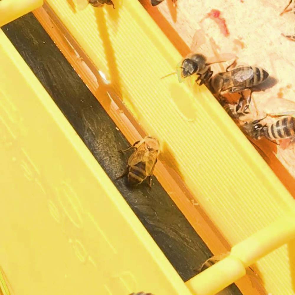 Nutritore A Coprifavo Copertura Superficie Totale 4 Kg Professionale Dadadant 6F Anel