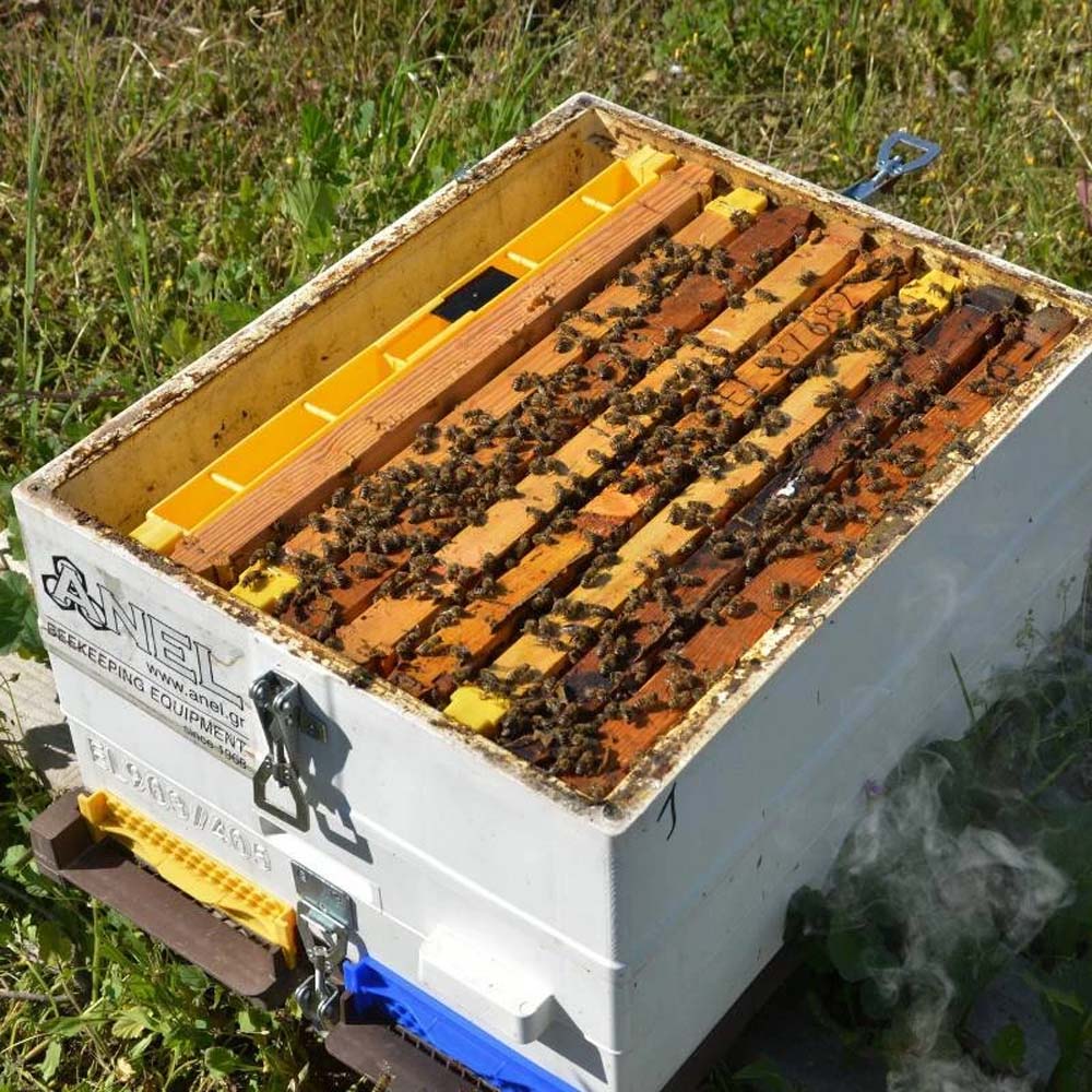 Nutritore A Coprifavo Copertura Superficie Totale 4 Kg Professionale Dadadant 6F Anel