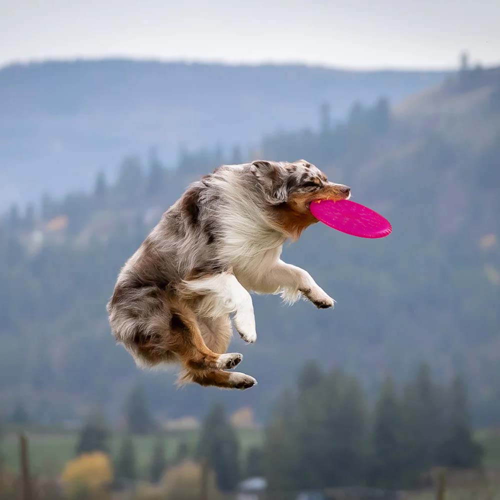 Frisbee ToyFastic in Gomma Termoplastica