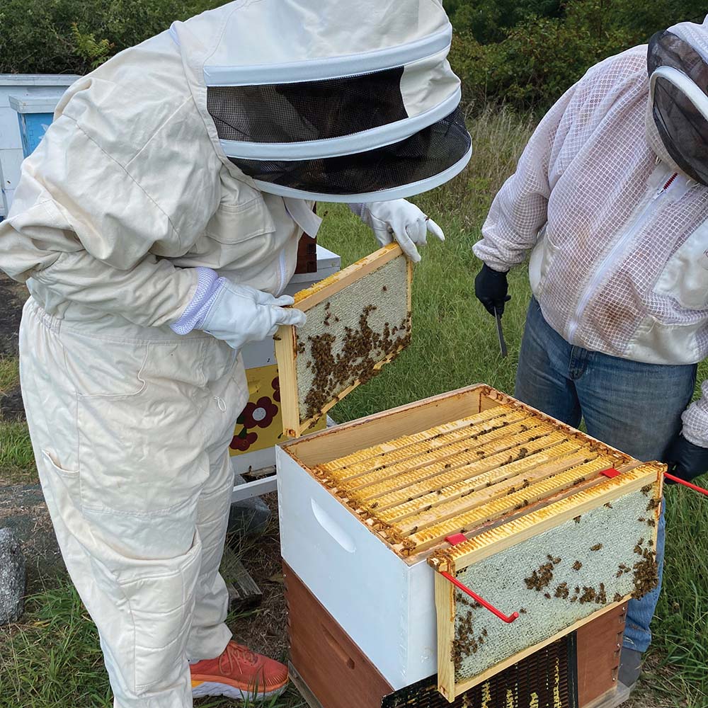 Api-Bioxal Un Farmaco Veterinario a Base di Acido Ossalico per il Controllo della Varroa nelle Api