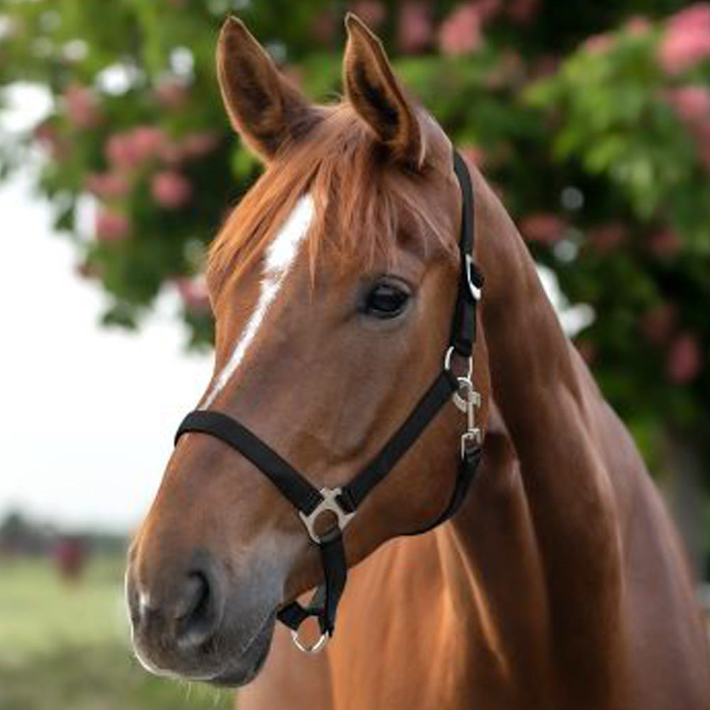Capezza in perlon morbida con fibbieria satinata e sovracapo regolabile