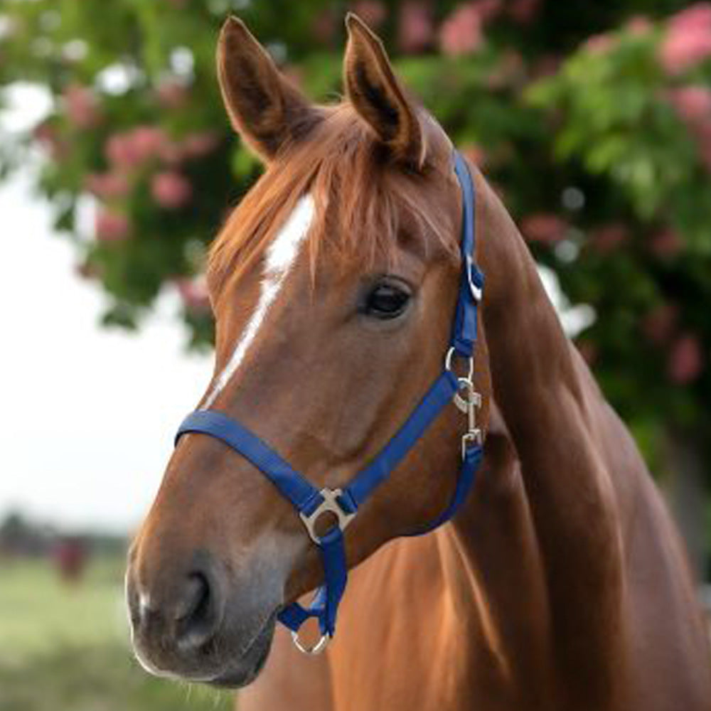 Capezza in perlon morbida con fibbieria satinata e sovracapo regolabile