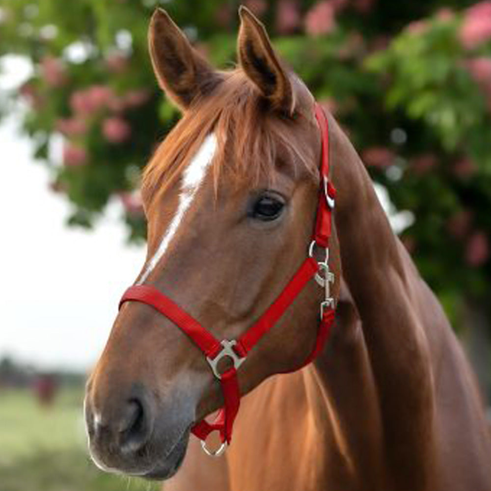 Capezza in perlon morbida con fibbieria satinata e sovracapo regolabile