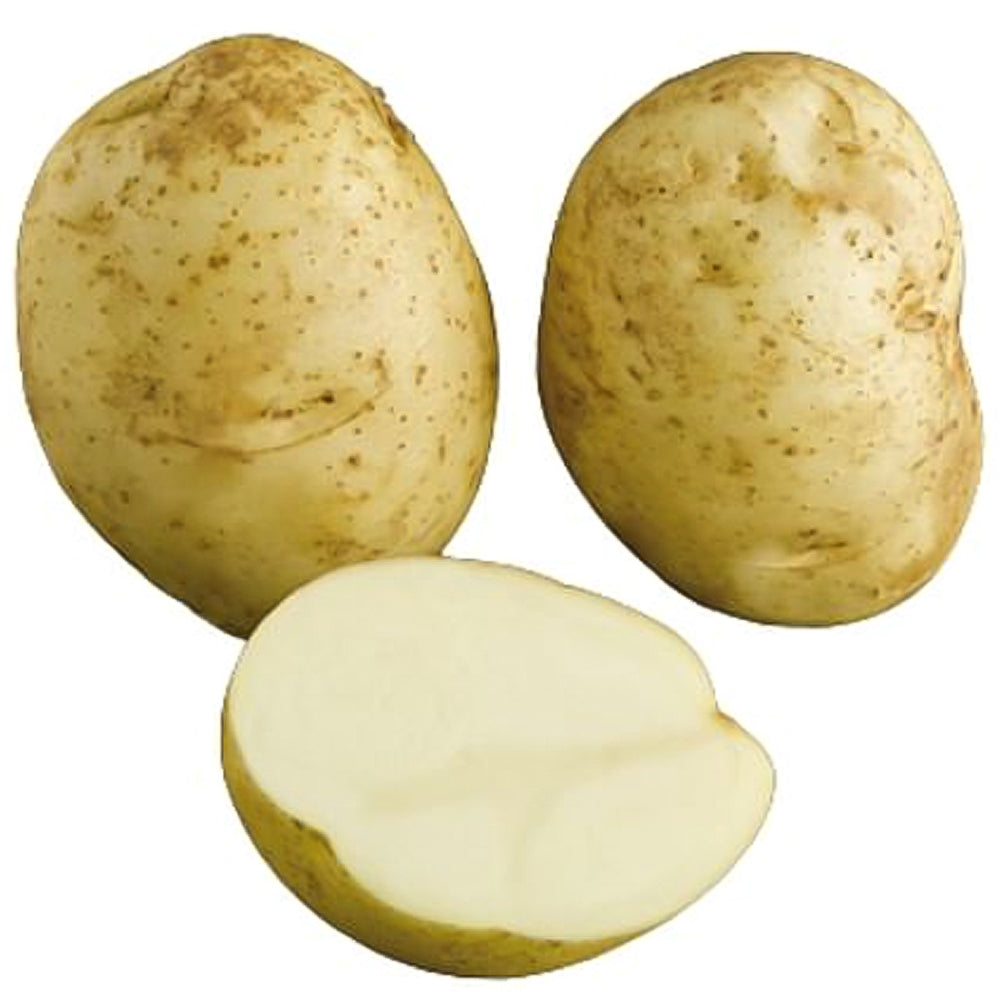 Patate da Semina Kennebec – Versatili & Ad Alta Resa