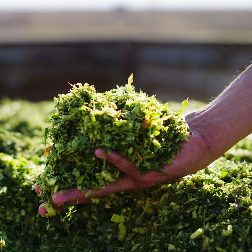 Additivi insilati Kofasil Ultra