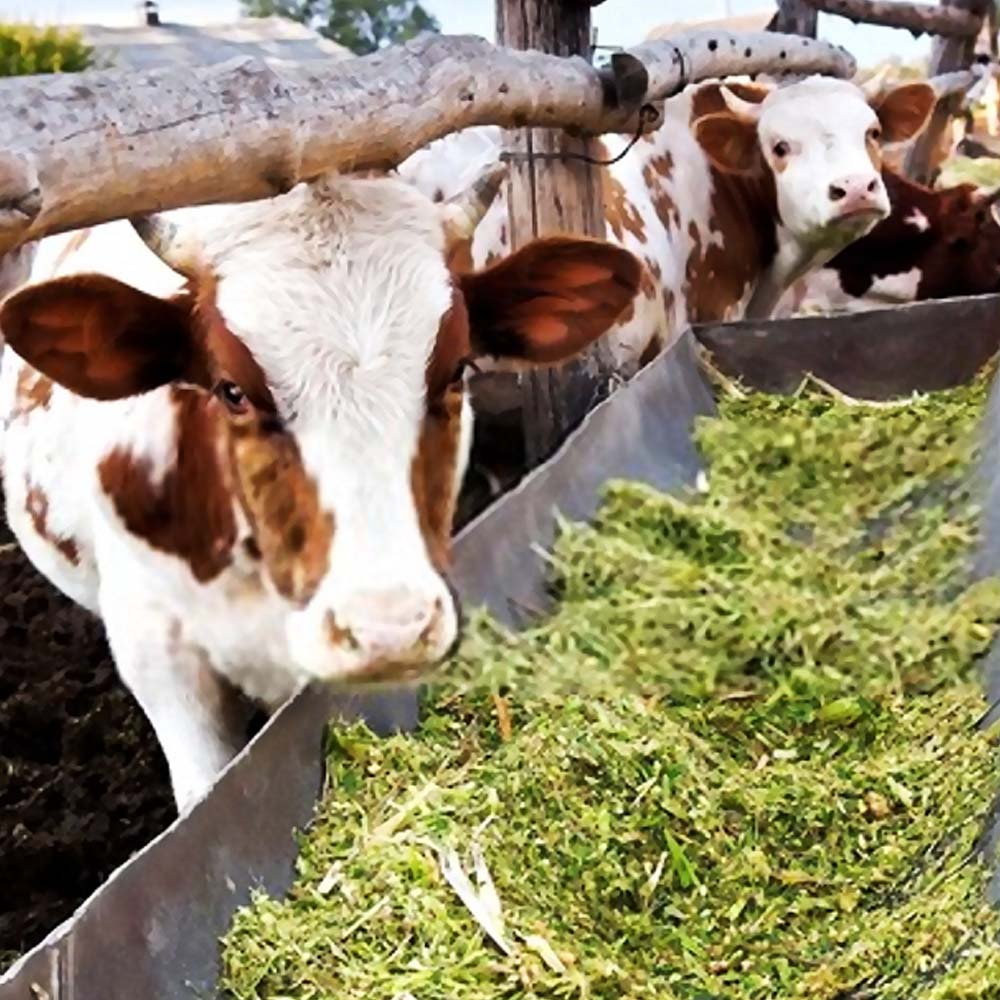 Additivi insilati Kofasil Ultra