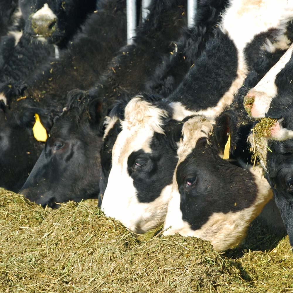 Additivi insilati Kofasil Ultra