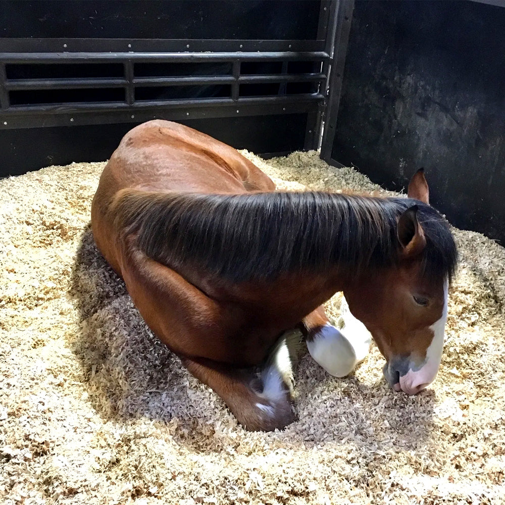 Allspan German Horse Span Per Il Tuo Cavallo