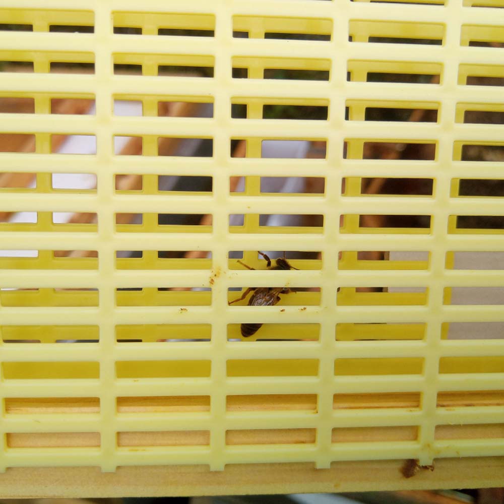 Imgut® Griglia di Arresto per l'Allevamento Ottimizza la Gestione dell'Alveare