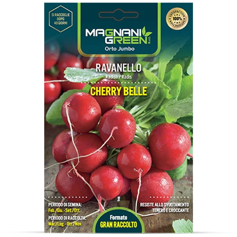 Magnani Cherry Belle Radieschen