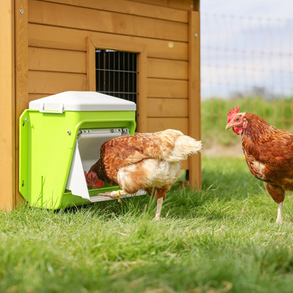 Distributore Automatico SmartCoop con Sportello di Sicurezza per Polli e Volatili