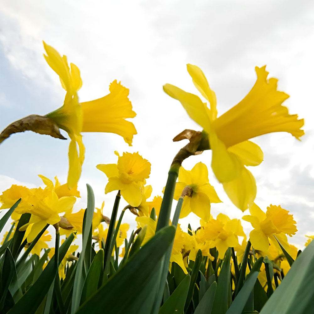 Piante Narcisio V.9cm