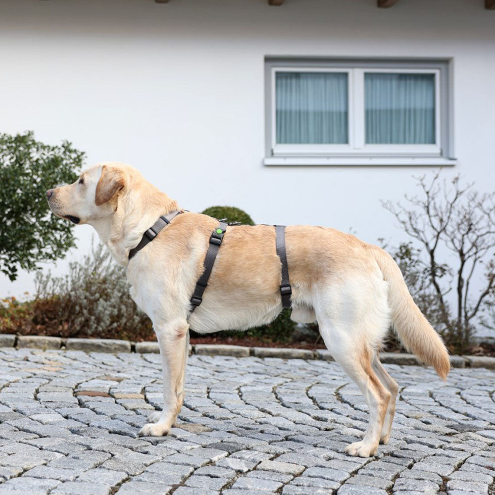 Pettorina antipanico Miami per cani