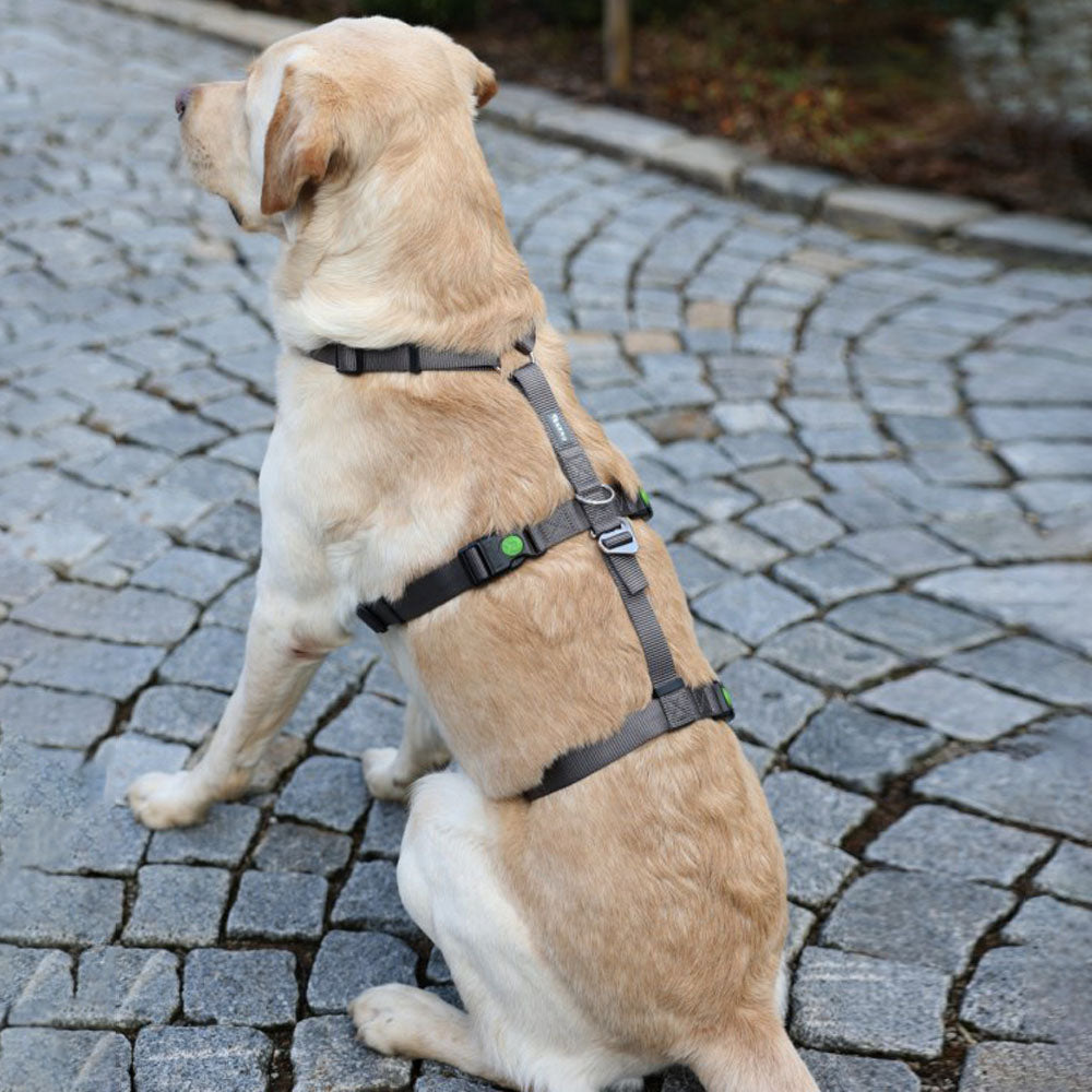 Pettorina antipanico Miami per cani