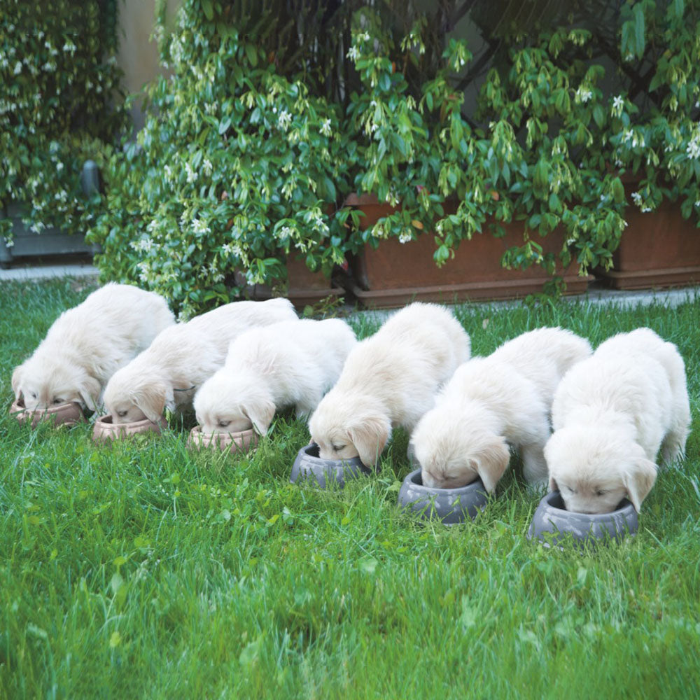 Ciotola in plastica antiscivolo colori assortiti