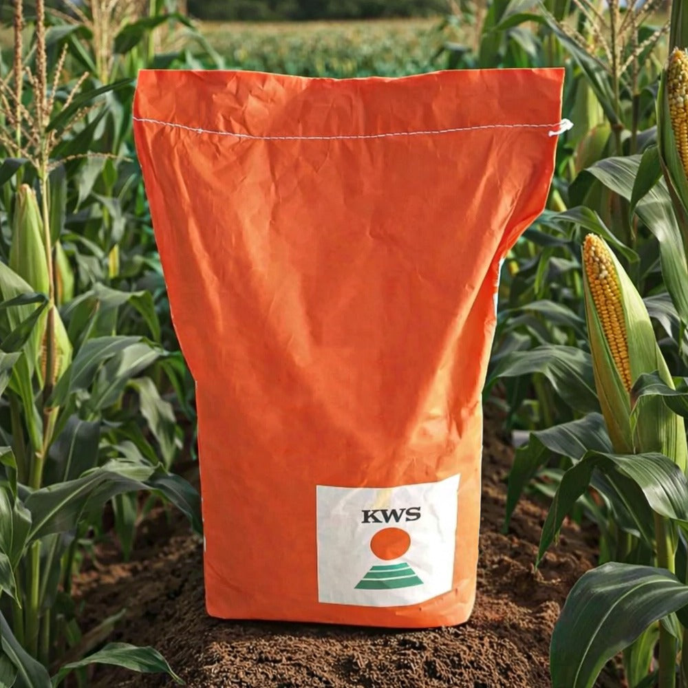 Burano KWS Corn Seeds | High Yield Silage Maize