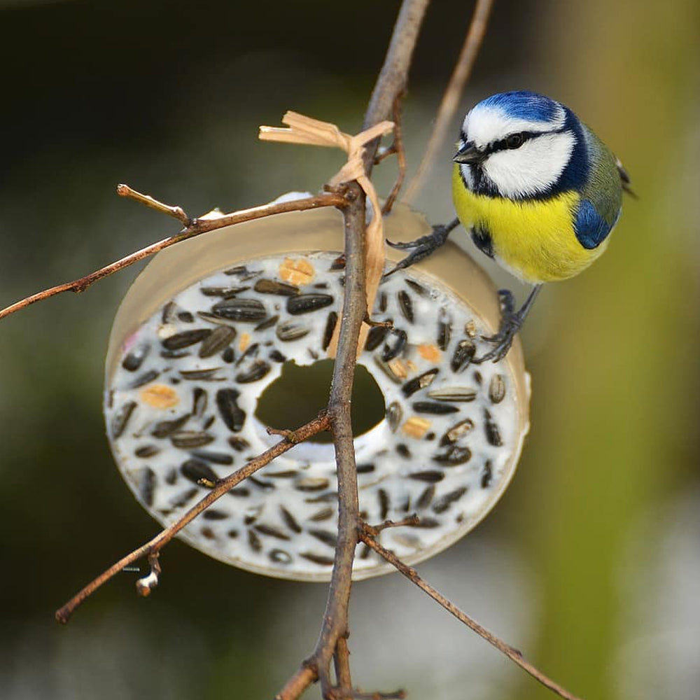 Anelli di cinciallegra 430g
