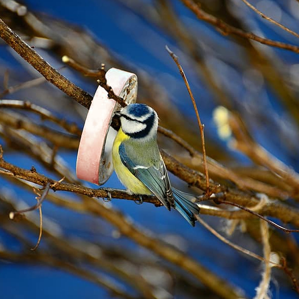 Anelli di cinciallegra 430g