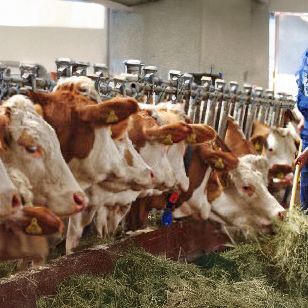 Unifeed per Vacche Asciutte – Mangime Bilanciato per la Fase di Asciutta