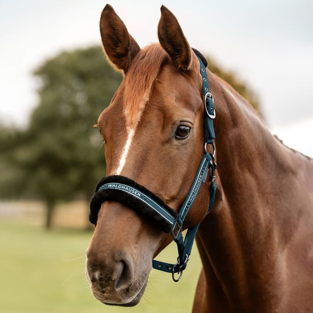 Elegant Halter with Glitter and Soft Padding