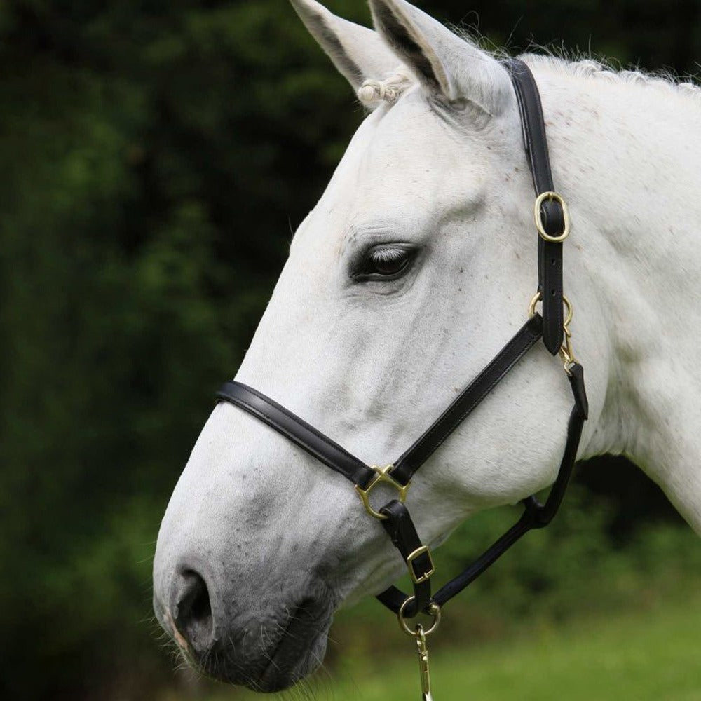 STAR Robust Black Leather Halter Adjustable Padded Horse Halter