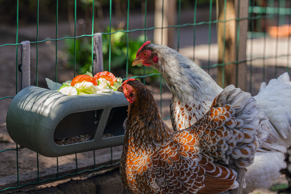 Mangiatoia per Galline con Velcro 100% Riciclato – Compatta e Resistente