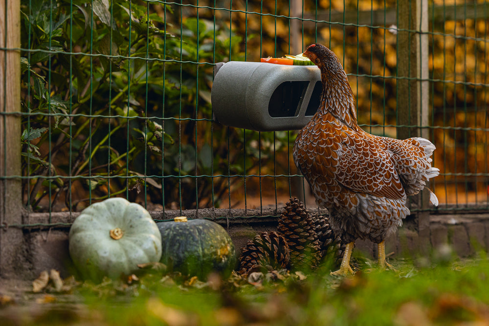 Mangiatoia per Galline con Velcro 100% Riciclato – Compatta e Resistente