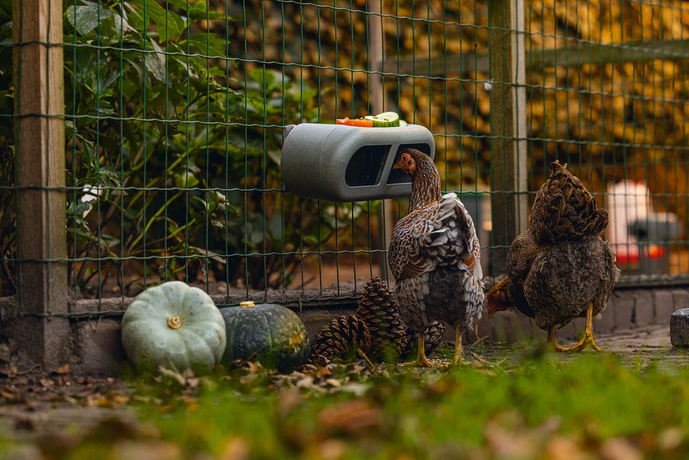 Mangiatoia per Galline con Velcro 100% Riciclato – Compatta e Resistente