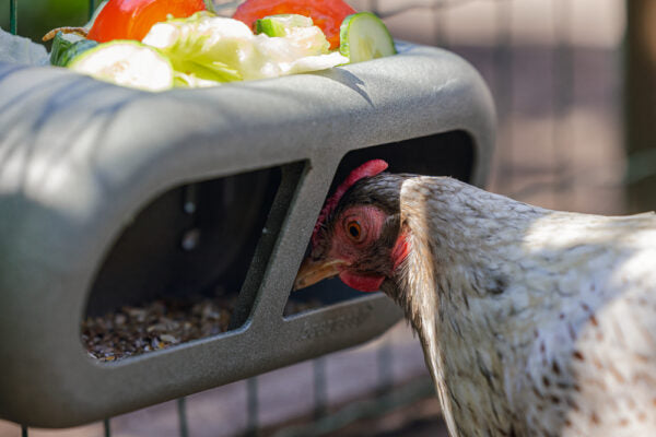 Mangiatoia per Galline con Velcro 100% Riciclato – Compatta e Resistente